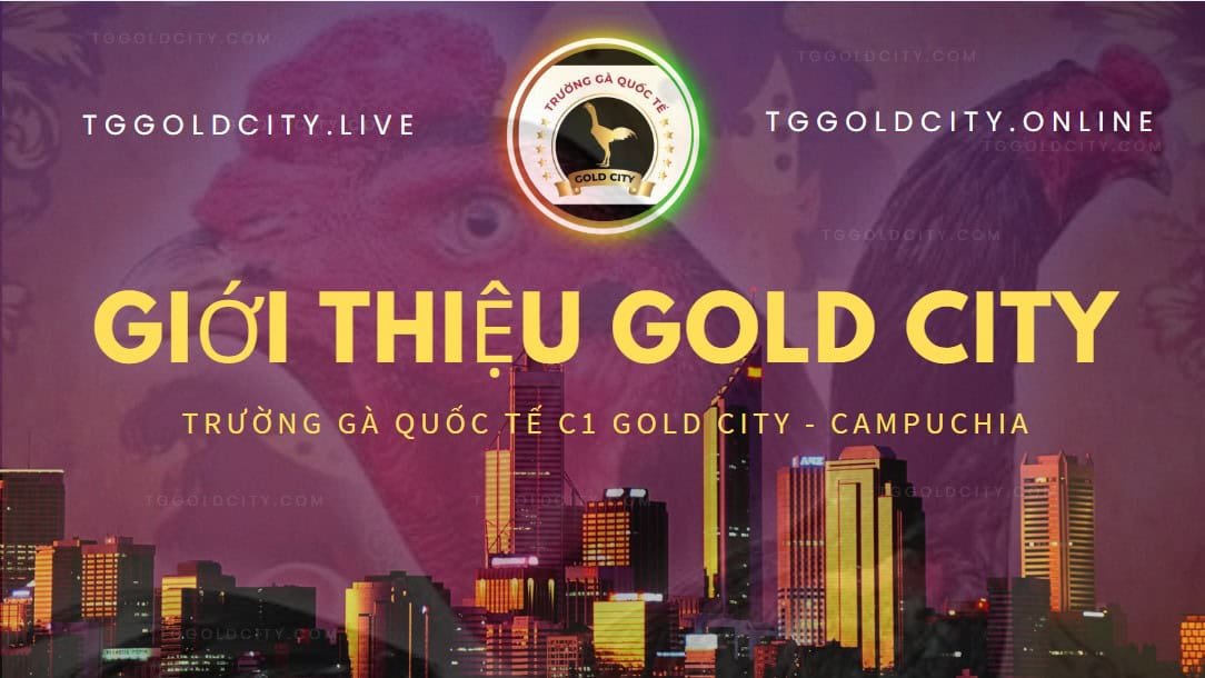 giới thiệu trường gà gold city