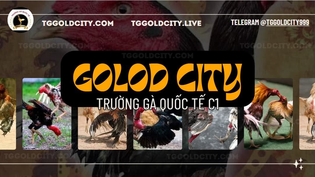 Trực tiếp đá gà Gold City