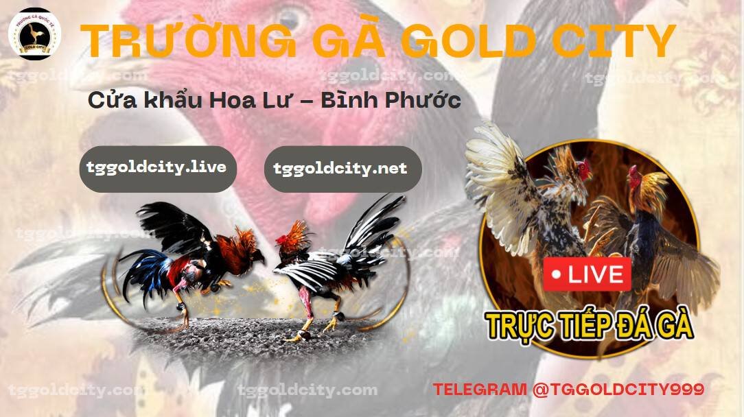 Đá gà Gold City Trực tiêp Gà chọi c1